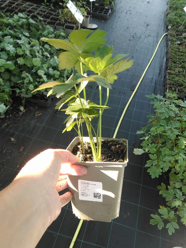 Tähtiputki Alba - 19. 8. 2025