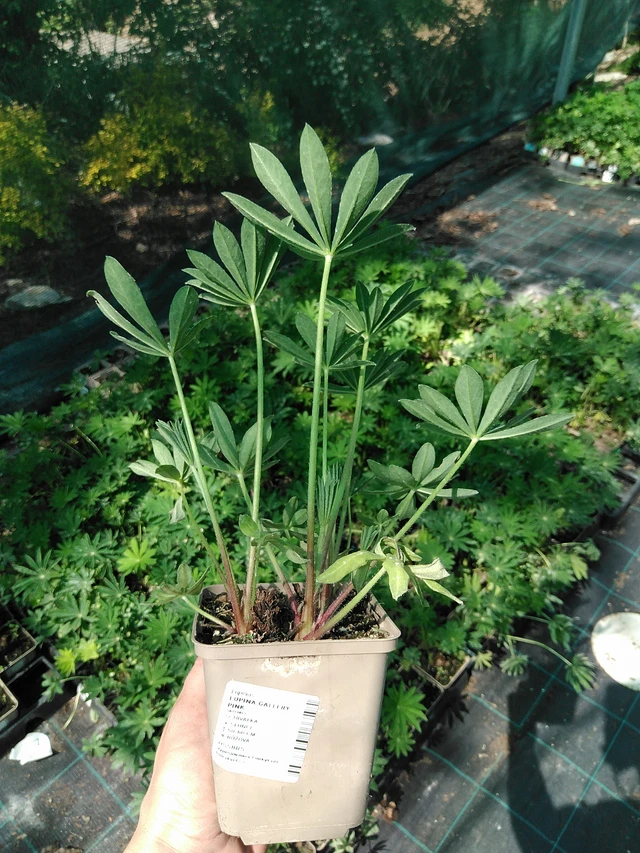 Lupiini Gallery Pink - 13. 5. 2025