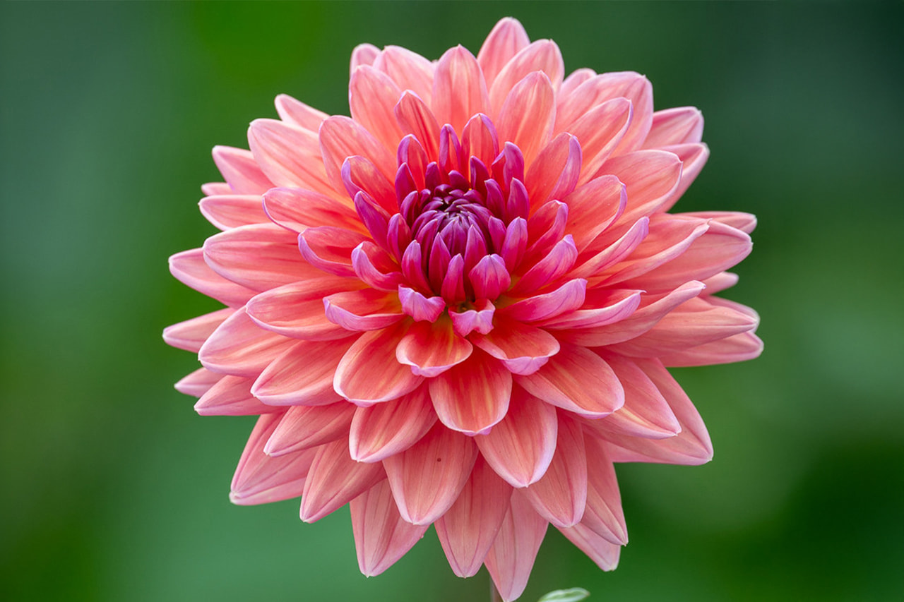 Dahlia Dutch Pearl, Loukykvět