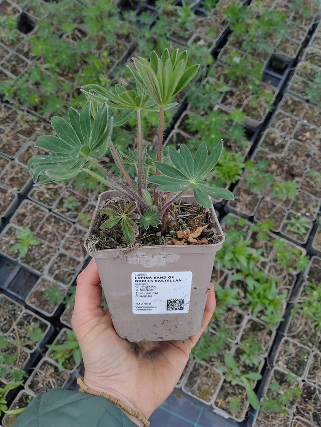 Lupiini Band of Nobles Kastellan - 21. 4. 2026