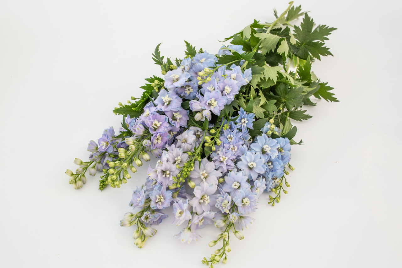 Espuela de caballero Magic Fountains Sky Blue (White Bee), Loukykvět