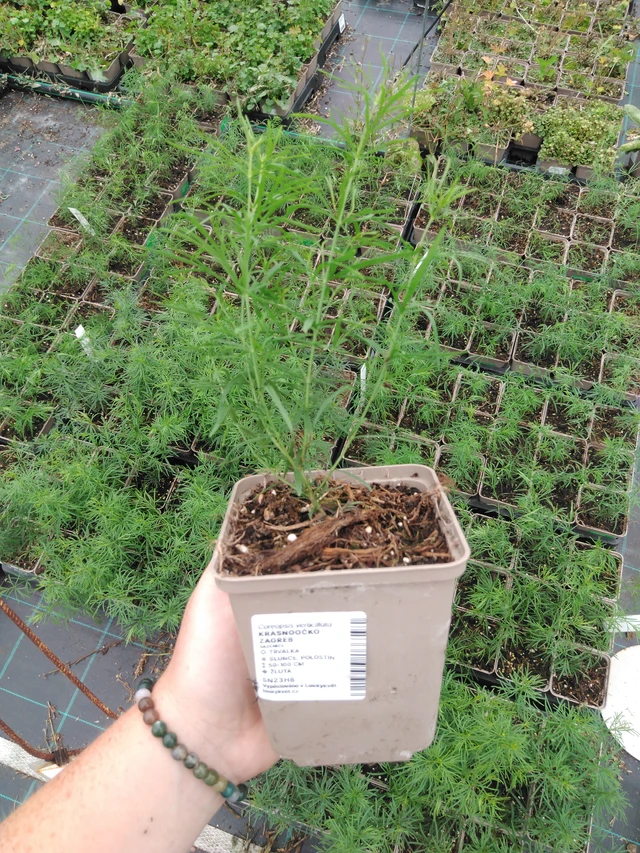 Krásnoočko Zagreb - 2024