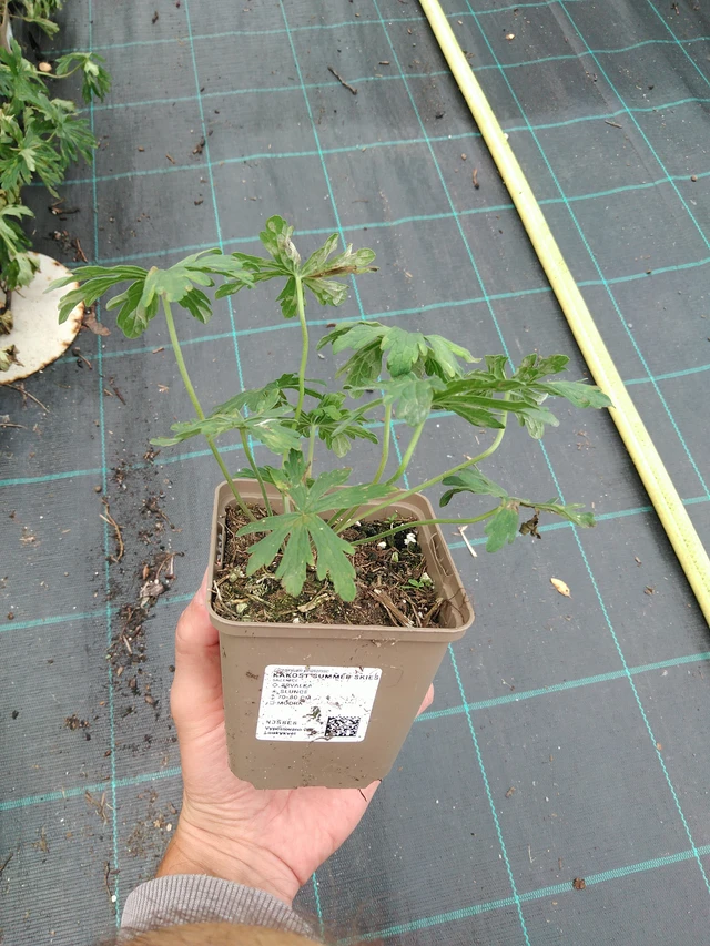 Kurjenpolvi Summer Skies - 21. 8. 2025