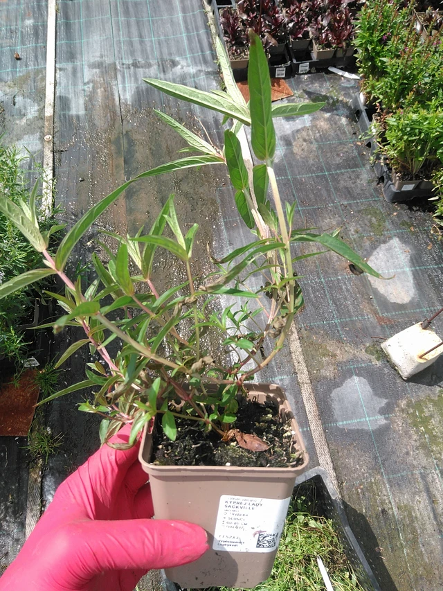 Rantakukka Lady Sackville - 29. 7. 2025