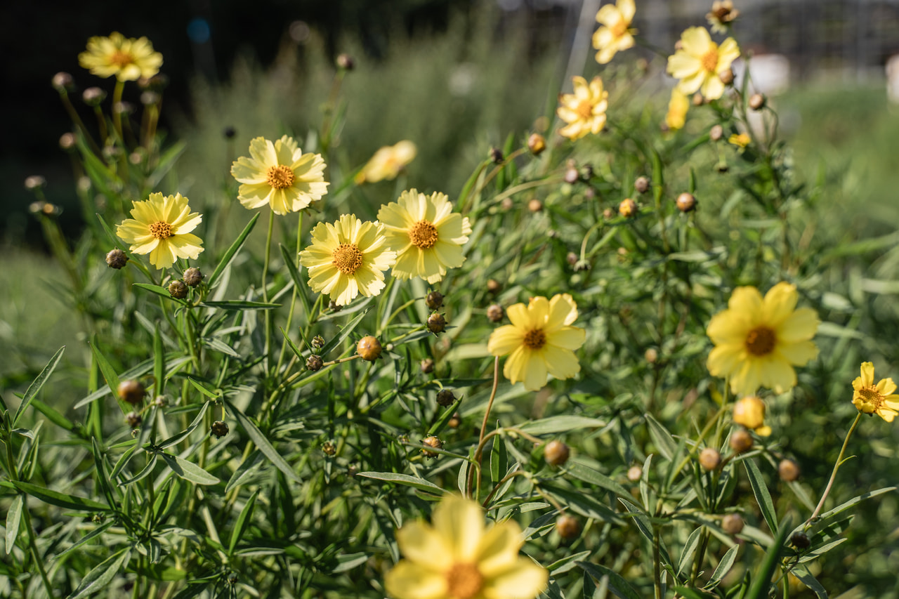 Coreopsis Full Moon, Loukykvět