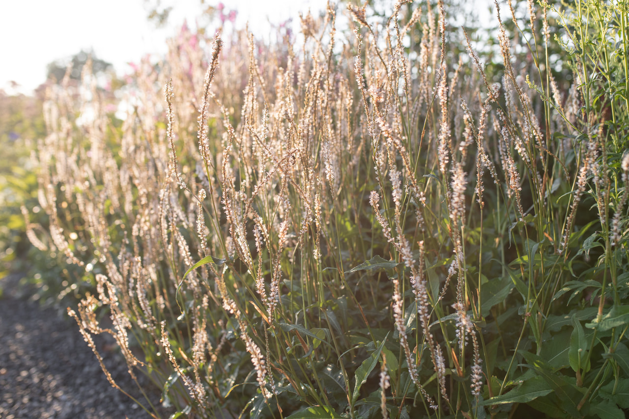 Konnantatar Alba, Loukykvět
