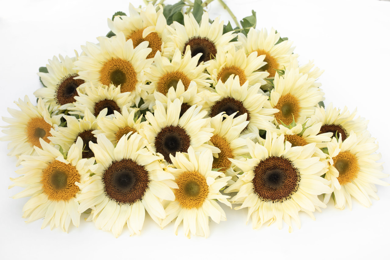 Sunflower ProCut Yellow Pastel Mix, Loukykvět