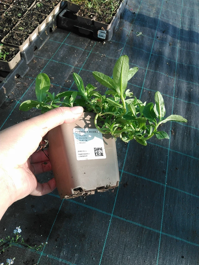 Luhtalemmikki - 19. 8. 2025