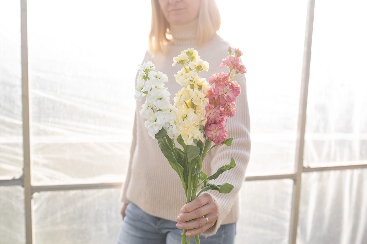 Stock StoX Antique Cream Mix, Loukykvět