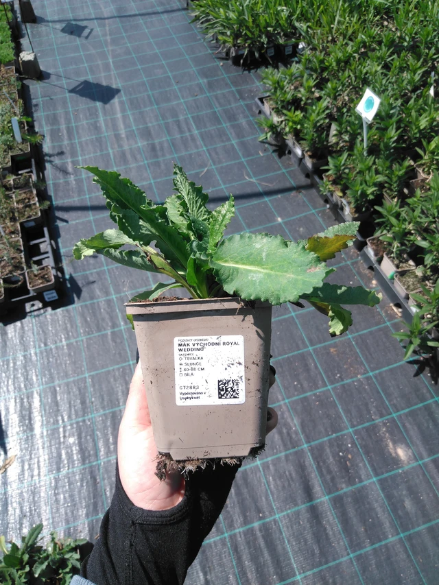 Idänunikko Royal Wedding - 13. 5. 2025