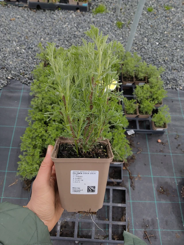 Artemisia Coca Cola - 21. 4. 2026