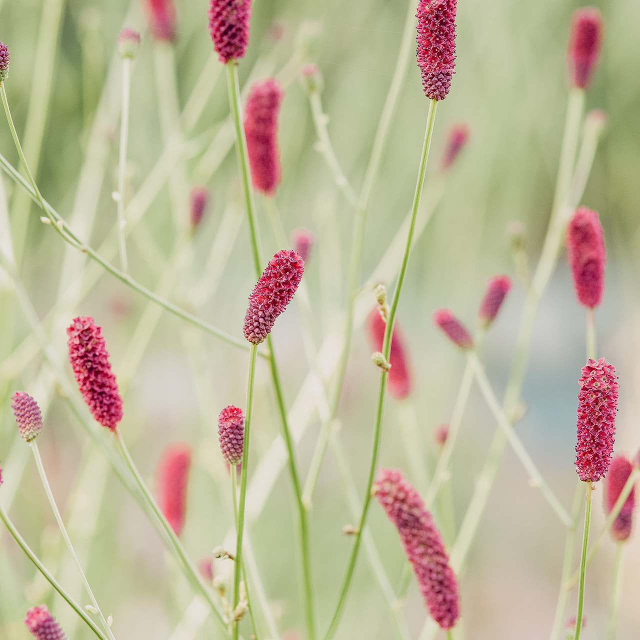 Luppio Pieters, Loukykvět