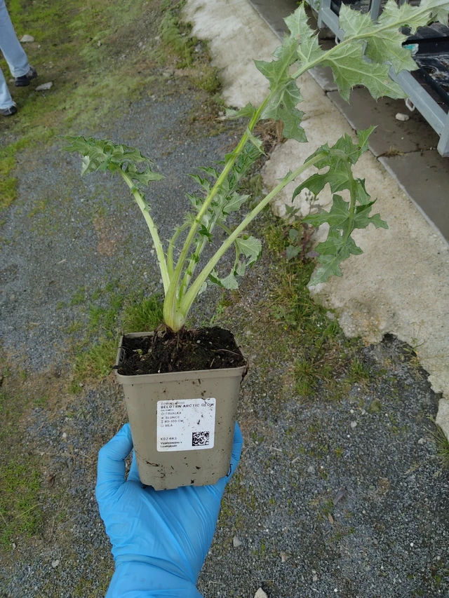 Pallo-ohdake Arctic Glow - 10. 9. 2025