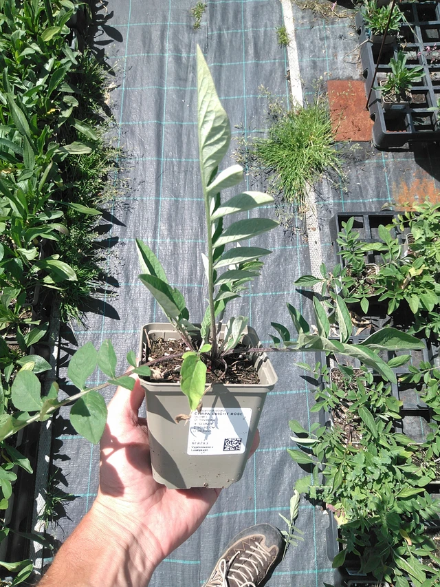 Ruiskaunokki Bright Rose - 24. 6. 2025