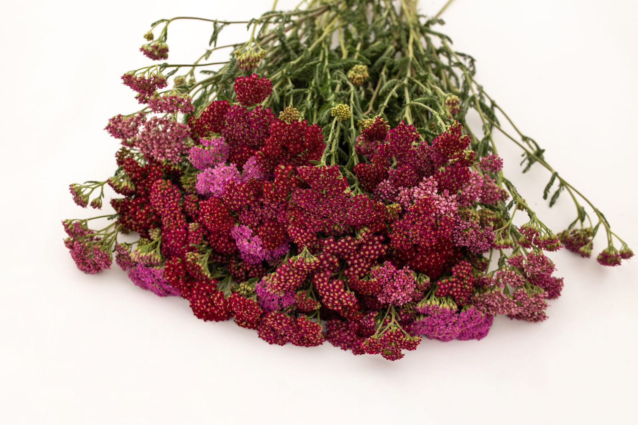 Siankärsämö Cerise Queen, Loukykvět