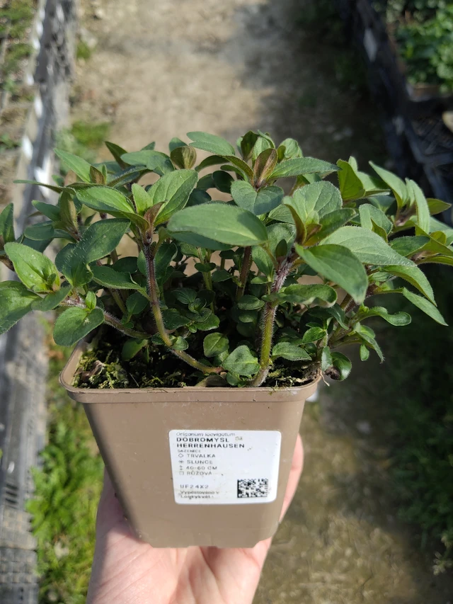 Oregano Herrenhausen - 27. 3. 2026