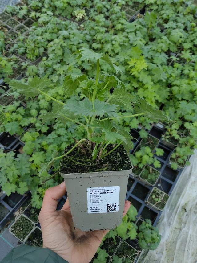 Ritarinkannus Benary’s Pacific Blue Bird - 21. 4. 2026