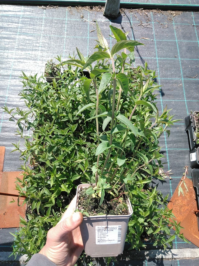 Vuoriminttu Muticum - 13. 5. 2025