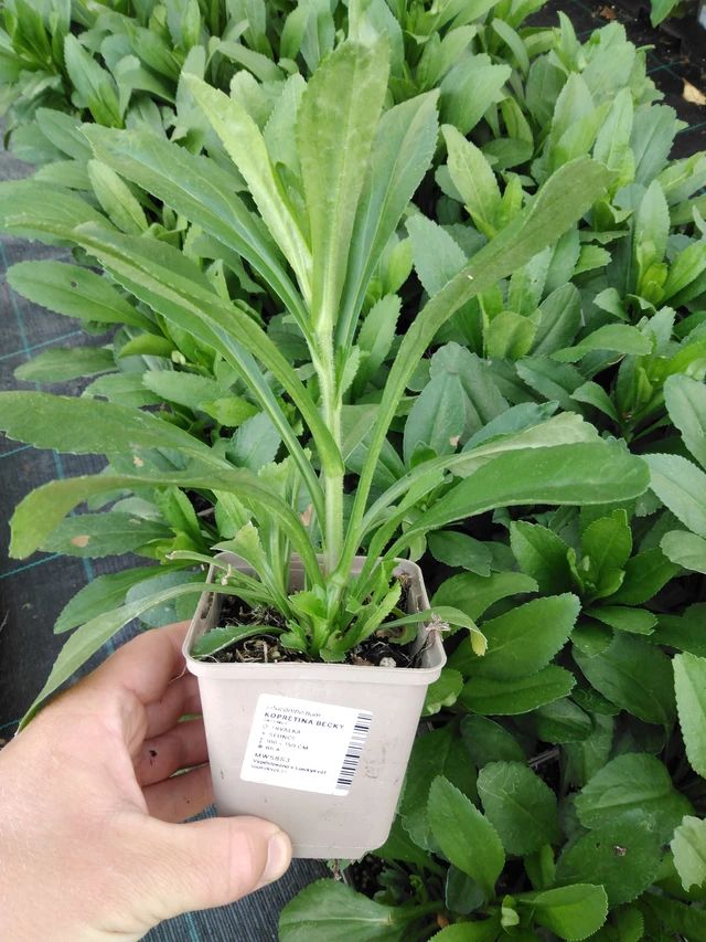 Härjasilm Becky - 2024