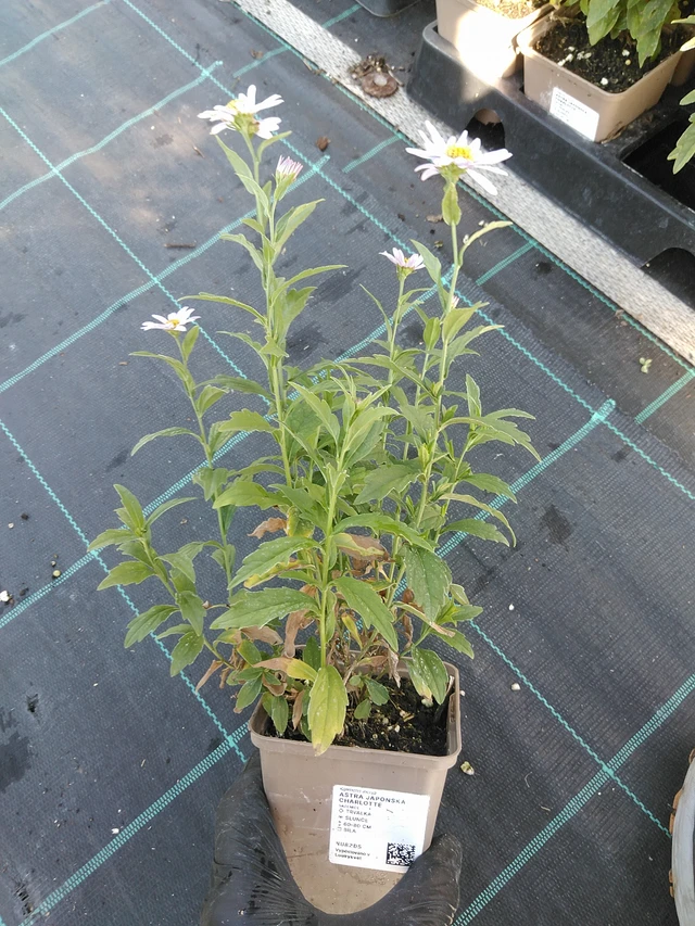 Aster japonés Charlotte - 19. 8. 2025