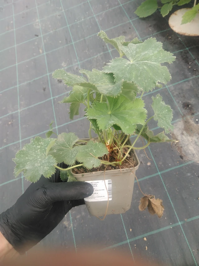 Alchemilla Robustica - 10. 9. 2025