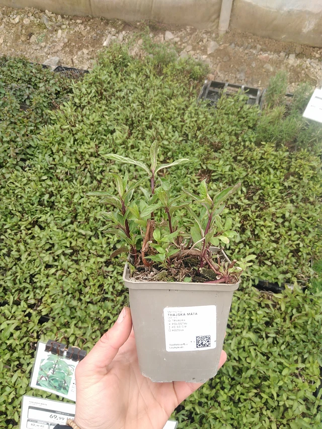 Thaiminttu - 20. 4. 2026