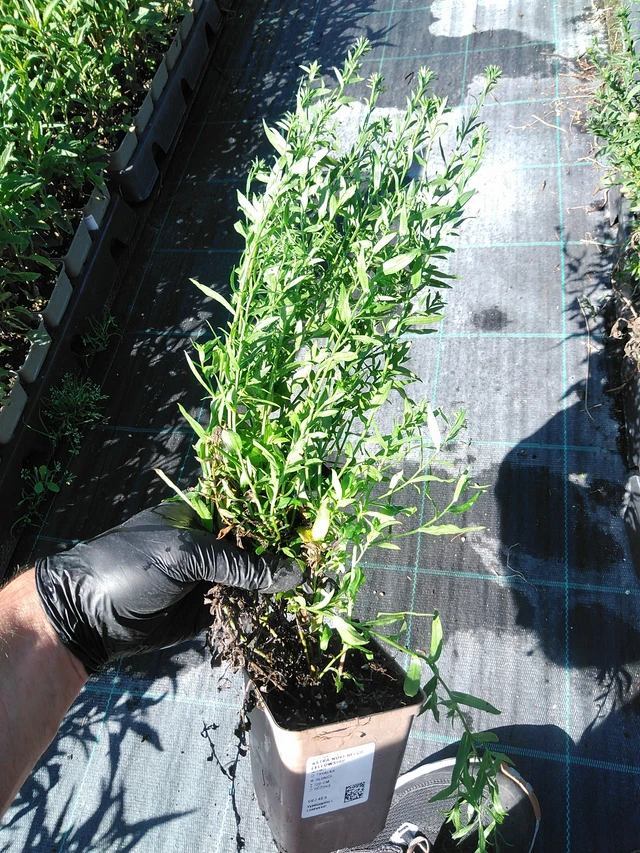 Syysasteri Fellowship - 19. 8. 2025