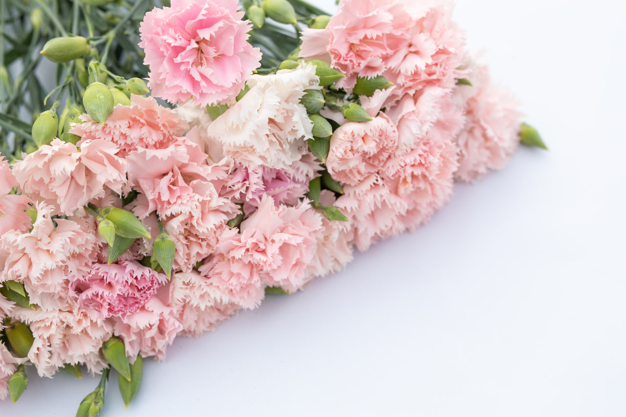 Tarhaneilikka Chabaud La France, Loukykvět