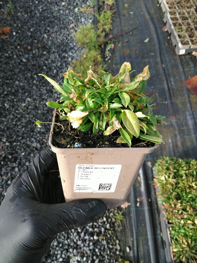 Kohokki Splendens - 31. 10. 2025