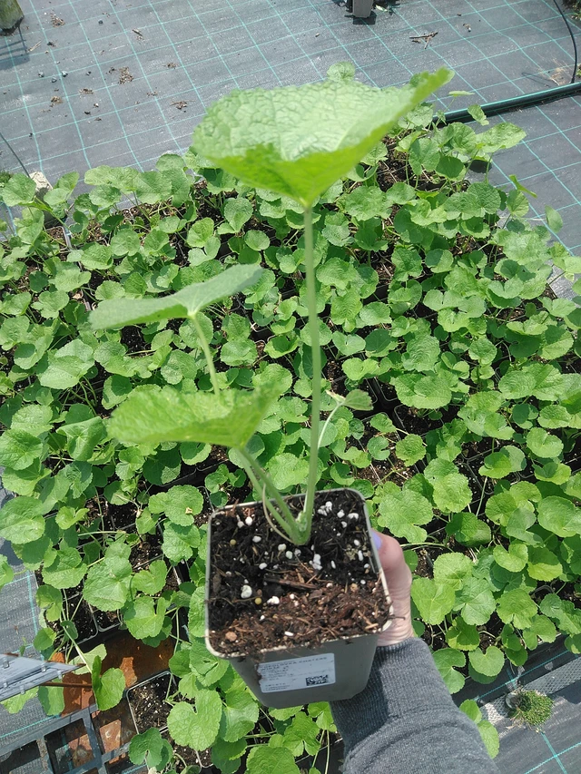 Malva real Chaters White - 9. 6. 2025