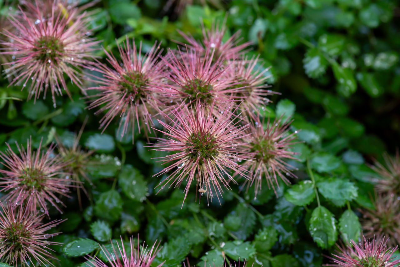 Muehlenbeckia à petites feuilles, Loukykvět