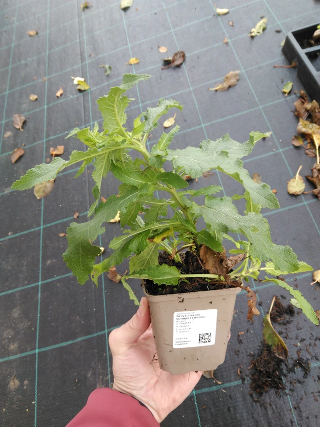 Lehtosalvia Schwellenburg - 23. 10. 2025