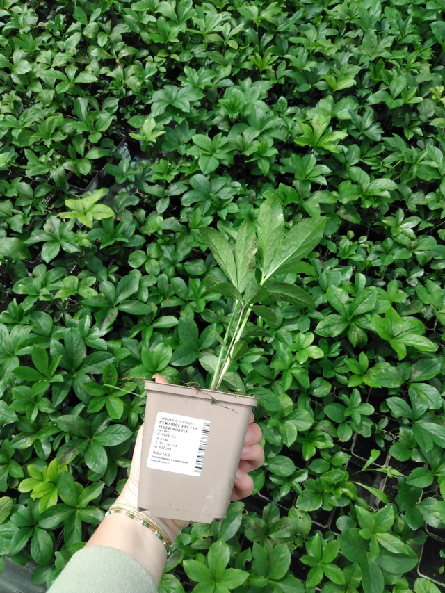 Jouluruusu Pretty Ellen Purple - 2024