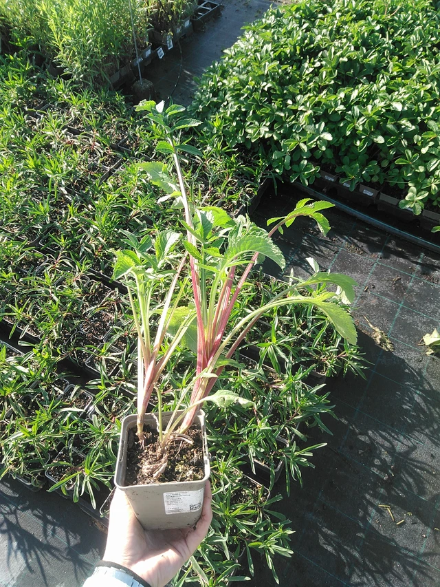 Patrinia scabiosifolia - 22. 7. 2026