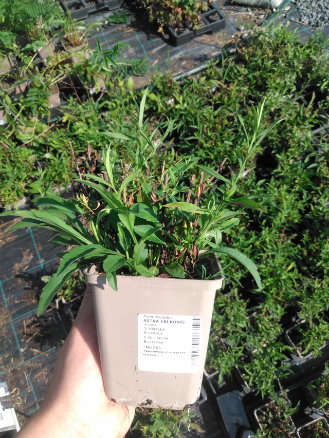 Asteri Erlkönig - 2024