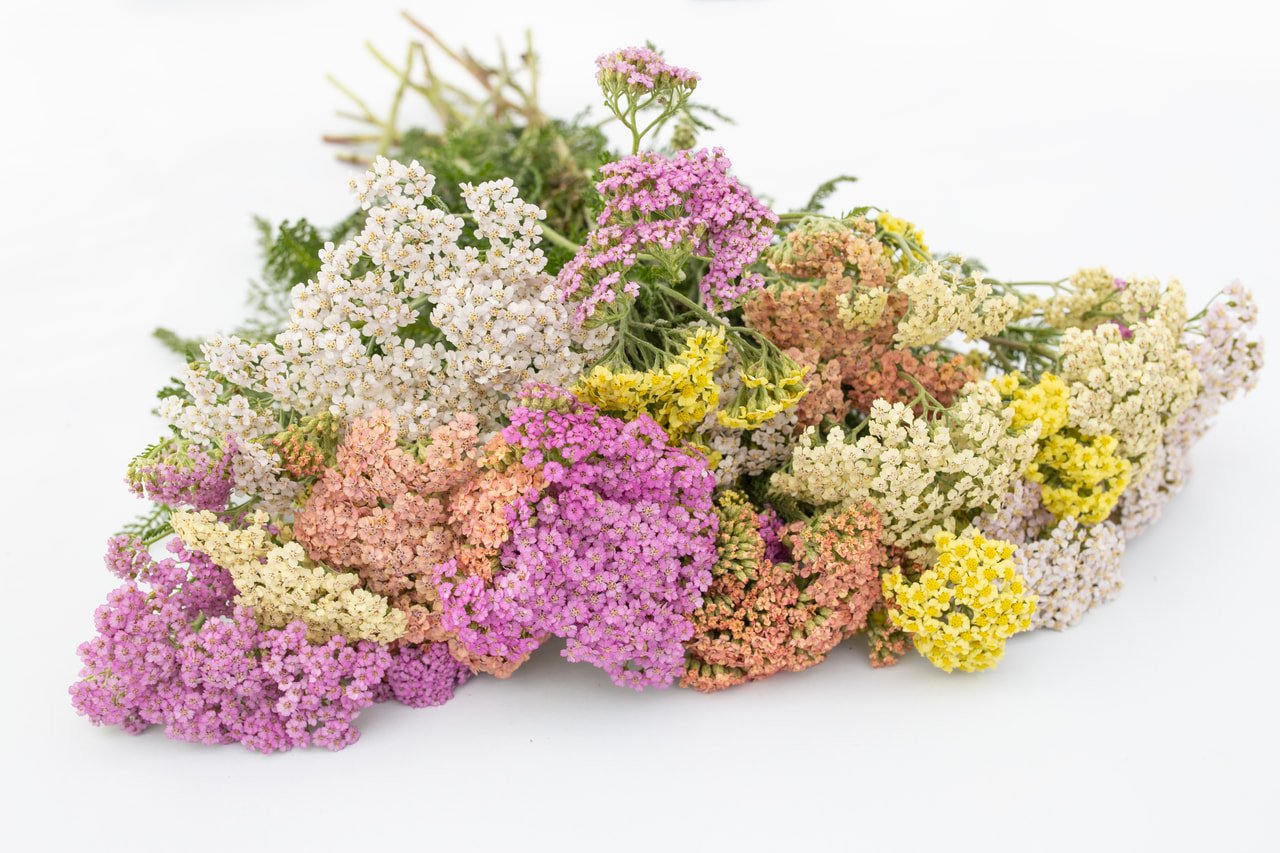 Siankärsämö Summer Pastels, Loukykvět