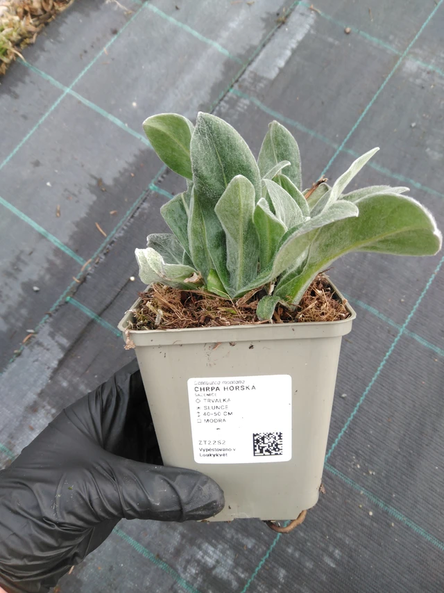 Vuorikaunokki - 1. 4. 2026