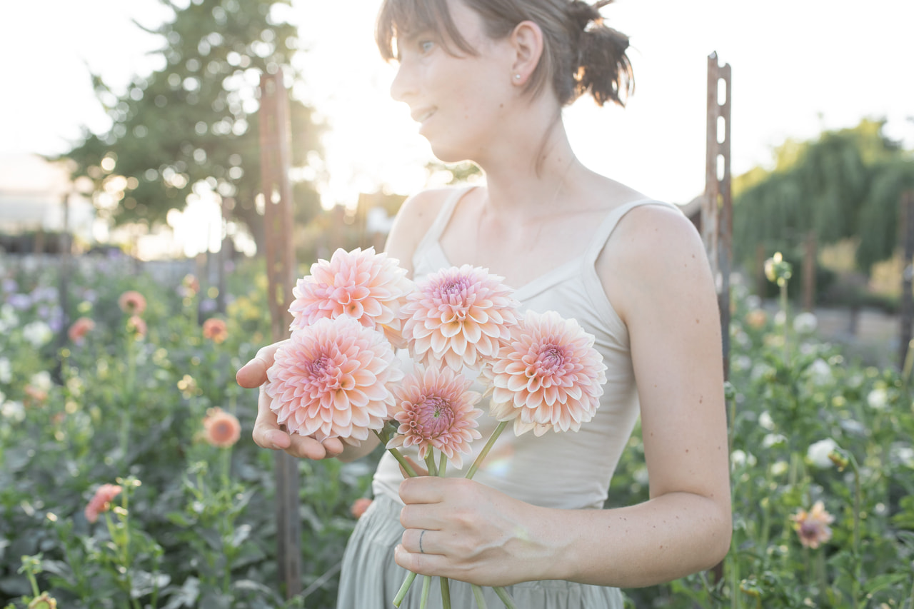 Daalia Beauty Queen, Loukykvět