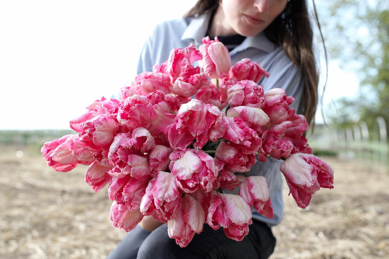 Tulppaani Silver Parrot, Loukykvět