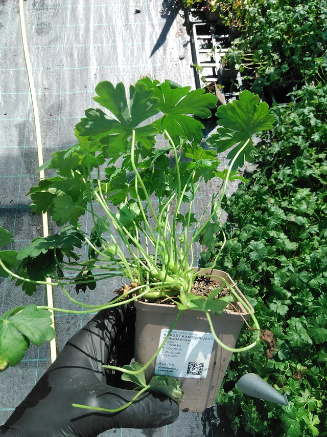 Peittokurjenpolvi Berggarten - 19. 8. 2025