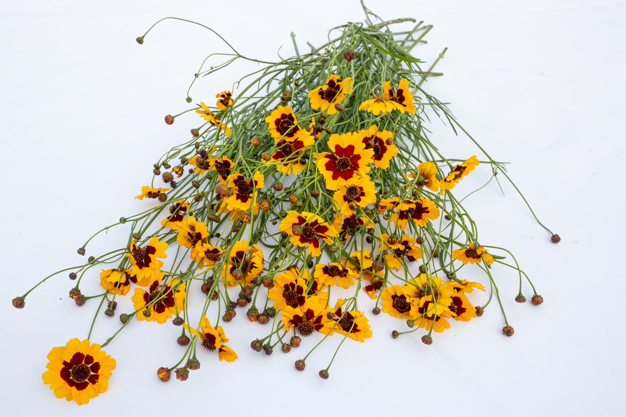 Coreopsis alto variado, Loukykvět