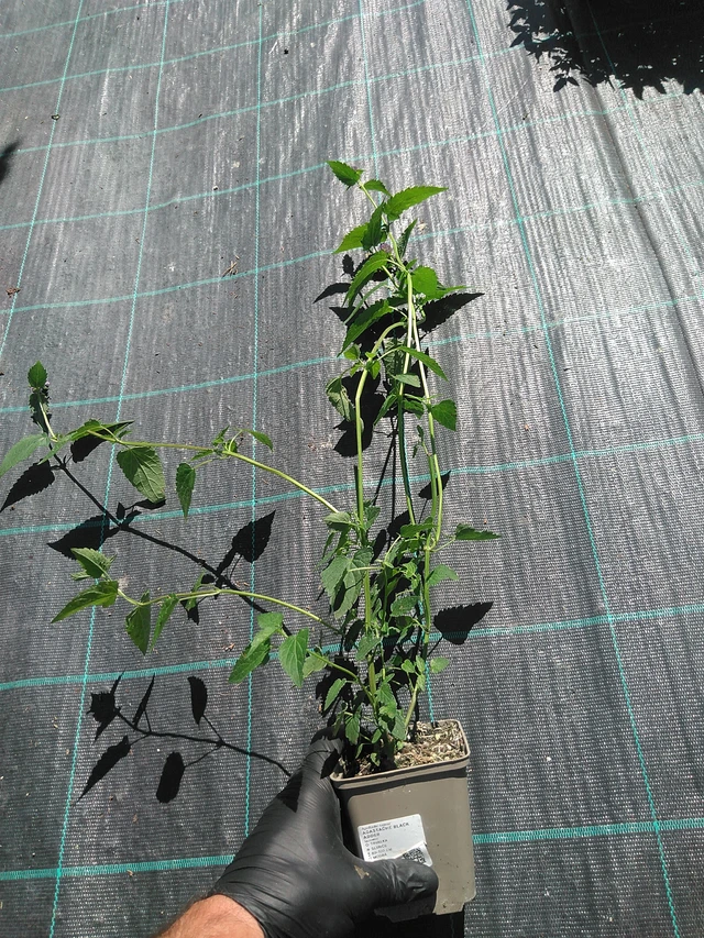 Jätti-iiso Black Adder - 19. 8. 2025