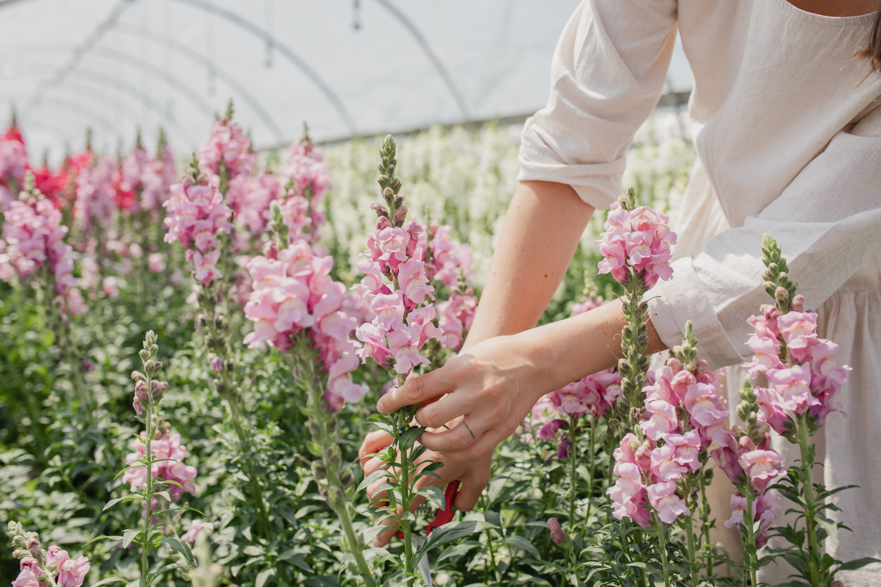 Leijonankita Potomac Lavender, Loukykvět