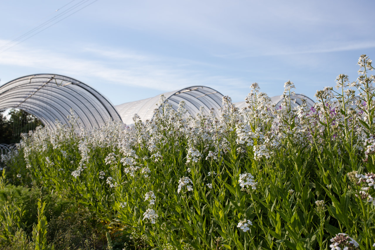 Illakko valkoinen, Loukykvět