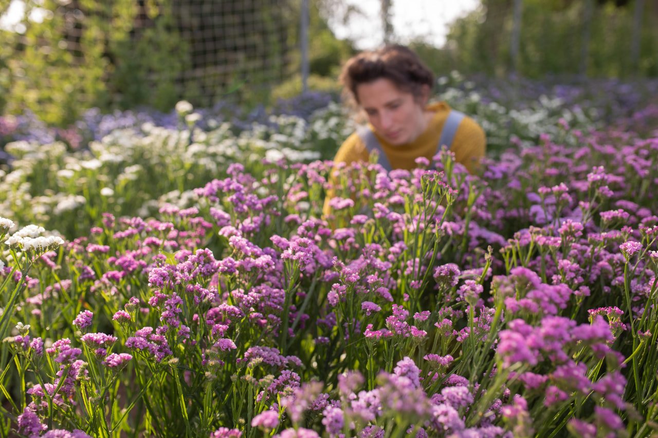 Ikiviuhko QIS Rose, Loukykvět