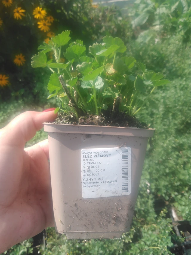 Malva moschata - 2024