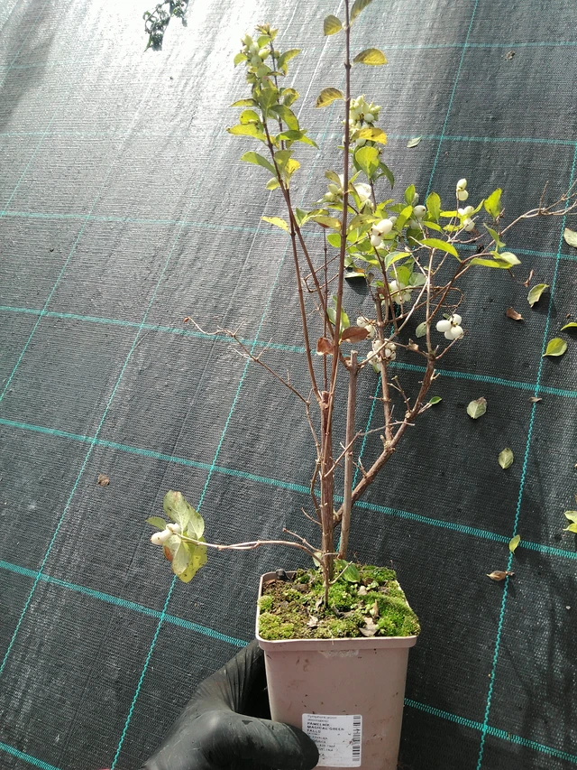 Symphoricarpos Magical Green Falls - 31. 10. 2025