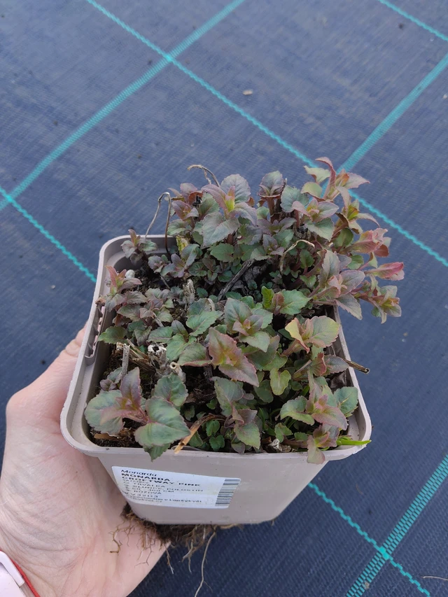 Väriminttu Croftway Pink - 27. 3. 2026