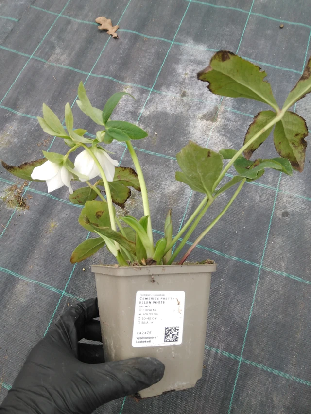 Jouluruusu Pretty Ellen White - 1. 4. 2026