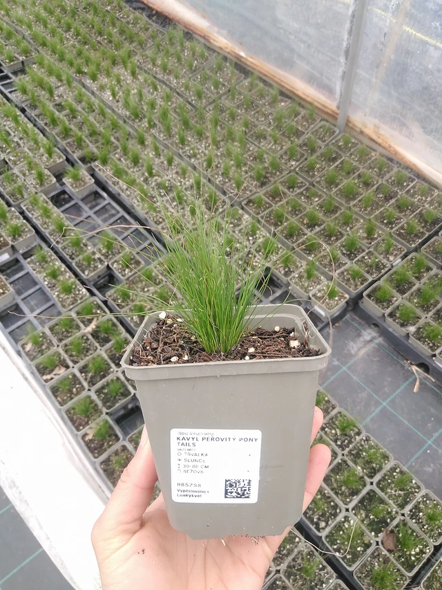 Kavyl péřovitý Pony Tails - 20. 4. 2026